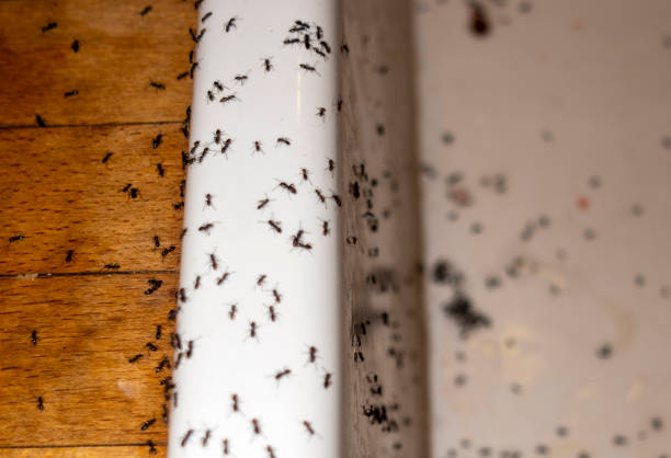 Best Pest Prevention Services  in Marlow Heights, MD